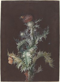 Thistle with Insects, c. 1755 by Johann Christoph Dietzsch.  