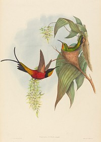 Topaza pyra (Fairy Topaz) print in high resolution by John Gould (1804–1881) and Henry Constantine Richter (1821-1902).  