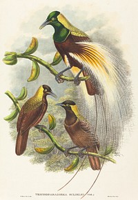 Trichoparadisea Gulielmi (1875-1888) print in high resolution by John Gould and William Matthew Hart.  