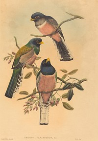 Trogan variegatus, print in high resolution by John Gould (1804–1881) and William Matthew Hart (1830-1908).  