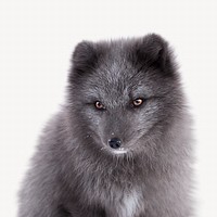 Arctic fox image, isolated on white