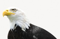 Bald eagle collage element  psd