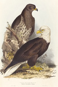 White Headed Eagle (Haliaetus leucocephalus) (1832–1837) print in high resolution by Edward Lear.  