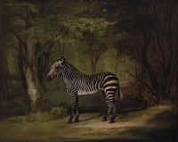 Zebra (exhibited 1763) painting in high resolution by George Stubbs.  