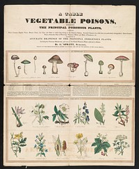 Poisonous mushrooms: Irritating poisons (1840–1850) print in high resolution by George Edward Madeley.  