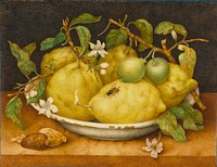 Still Life with Bowl of Citrons; Giovanna Garzoni (1600-1670)