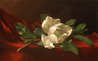 Magnolia (c.1885–95) in high resolution by Martin Johnson Heade. 