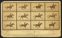 The horse in motion (ca.1878) photography in high resolution by Eadweard Muybridge.  