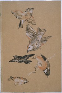 Love leading the Pilgrim - Study of Birds: Finches (1897) drawing in high resolution by Sir Edward Burne–Jones. 