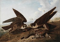 Peregrine Falcons (Duck Hawks) (ca. 1827) painting in high resolution by John James Audubon.  