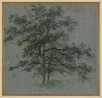 Tree (first half 1800s) by Johann Jacob Dorner.  