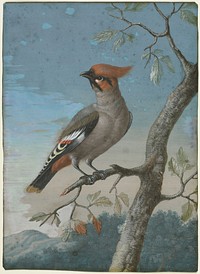 Bird Study painting in high resolution by George Edwards (1694-1773).  