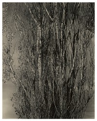 Dying Poplar and Live Branch - Lake George (1932) photo in high resolution by Alfred Stieglitz.