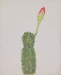 Cactus (1919) drawing in high resolution by Joseph Stella. 