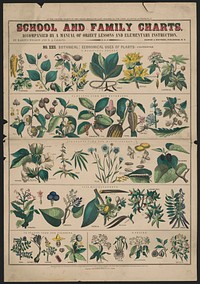 School and family charts, No. XXII. Botanical: economical uses of plants (1890) print in high resolution by Marcius Willson and N.A. Calkins.  