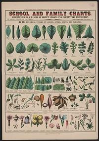 School and family charts, No. XIX. Botanical: forms of leaves, stems, roots, and flowers (1890) print in high resolution by Marcius Willson and N.A. Calkins.  