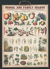School and family charts, No. XXI. botanical: economical uses of plants (c.1890) print in high resolution by Marcius Willson and N.A. Calkins.  