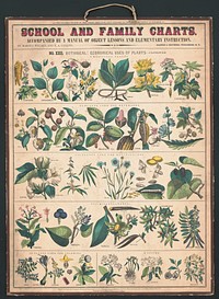 School and family charts, No. XXII. botanical: economical uses of plants (c.1890) print in high resolution by Marcius Willson and N.A. Calkins.  