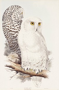 Snowy Owl (ca. 1832–1837) print in high resolution, by John Gould, Edward Lear and Charles Joseph Hullmandel.  