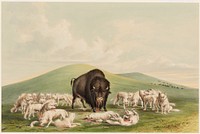 Buffalo Hunt, White Wolves Attacking a Buffalo Bull (1844) painting in high resolution by George Catlin.  