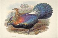 Lophophorus L'Huysi, A Geoff. St. Hil (ca. 1850&ndash;1883) print in high resolution by John Gould and Henry Constantine Richter.  