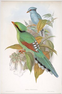 Cissa Venatoria (ca. 1850–1883) print in high resolution by John Gould, Henry Constantine Richter and Charles Joseph Hullmandel.  