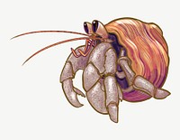 Hermit crab  illustration collage element psd
