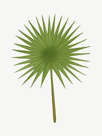 Fan palm leaf illustration collage element psd