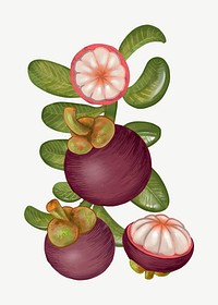 Mangosteens fruit illustration collage element psd