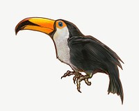 Toucan bird illustration collage element psd