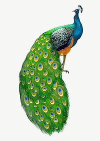 Peacock bird illustration collage element psd