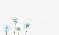 Dandelions flower illustration, border background psd