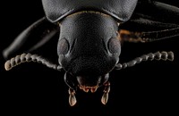 Darkling Beetle, headshot.