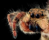 Jumping Spider, headshot.