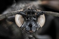 Scolia bicincta wasp, insect's face.