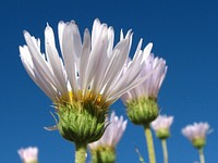 Mojave woodyaster flower background