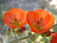 Apricot globemallow flower background