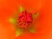 Apricot globemallow macro  flower background