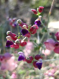 Bladder-sage  flower background