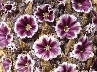 Desert Christmas tree flower 