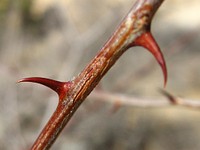 Catclaw acacia branch