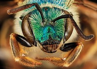 Sweat bee, Agapostemon coloradinus.