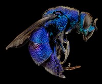 Cuckoo wasp, bright blue insect.