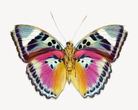 Butterfly insect, animal isolated design