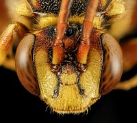 Nomada affabilis, female, face shot.