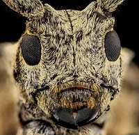 Longhorn beetle face, Cerambycid.