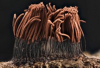 Slime mould, Stemonitis sp