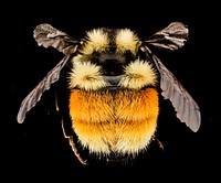 Bombus ternarius, Orange belted bumblebee. 