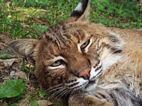 BobcatTaken at Woodlands Nature Station in Land Between The Lakes. Photo by Brooke Gilley