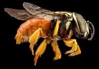 Pachyanthidium bee, side view.